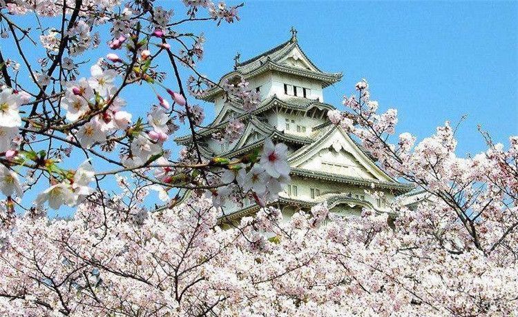 早稻田大學學費